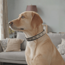 Posh Pet Collar | Upcycled Gucci & Leather: GG & Black / Large
