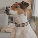 Posh Pet Collar | Upcycled Gucci & Leather: GG & Black / Small