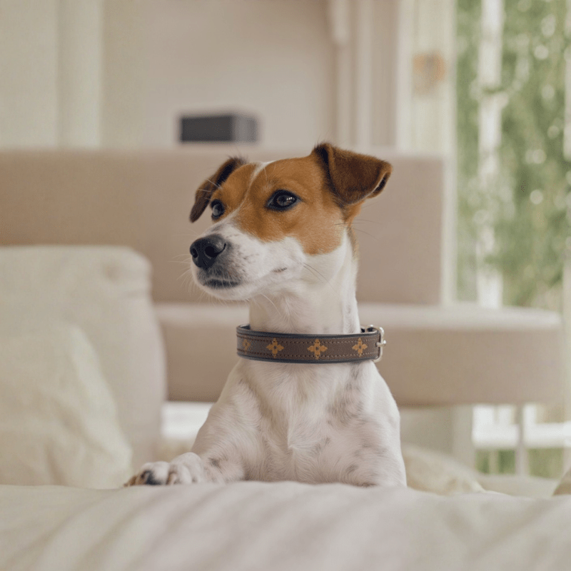 Posh Pet Collar | Upcycled LV & Leather: LV & Black / Small