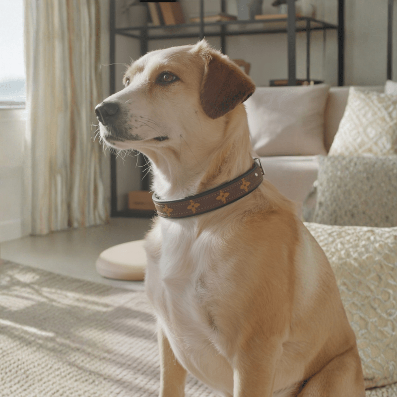 Posh Pet Collar | Upcycled LV & Leather: LV & Black / Small